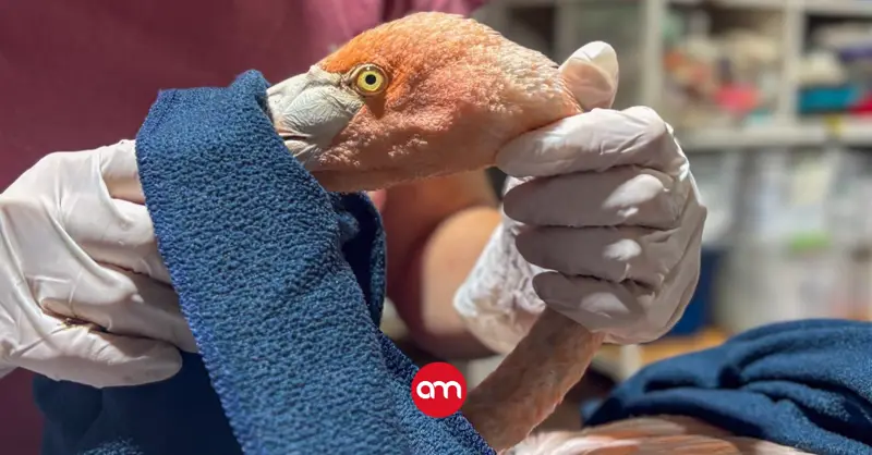 Esto dicen Minae y Sinac sobre el delicado estado de salud del flamenco de Limón