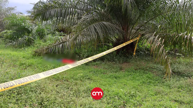 Hombre asesinado a balazos en plantación de palma: OIJ pide ayuda para esclarecer su muerte