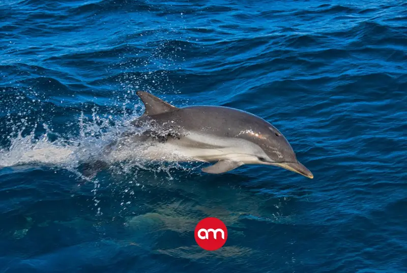 Investigación de la UNA identifica bacteria mortal en delfines rayados del Pacífico