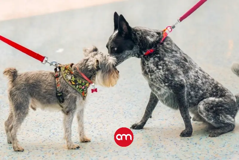A llenar todo de patitas: Expo Mascotería regresa este fin de semana