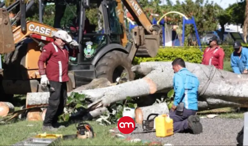 Árbol cae en parque de Heredia y deja tres personas afectadas; una fue llevada de urgencia al hospital