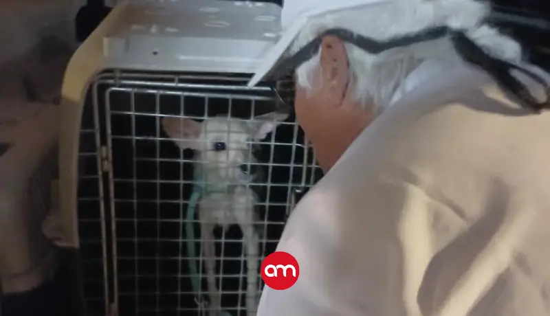 Cachorros agonizaban en casa abandonada: uno murió en brazos de la Fuerza Pública