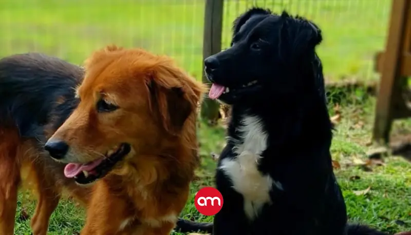 ¡Adóptelos! 13 perritos abandonados durante la romería por sus dueños buscan un hogar