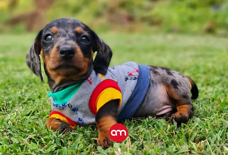 El único “peligro” del perro salchicha es que se gane el corazón de la casa