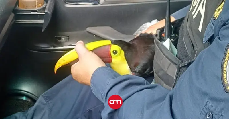 Policía rescata tucán herido tras choque contra carro