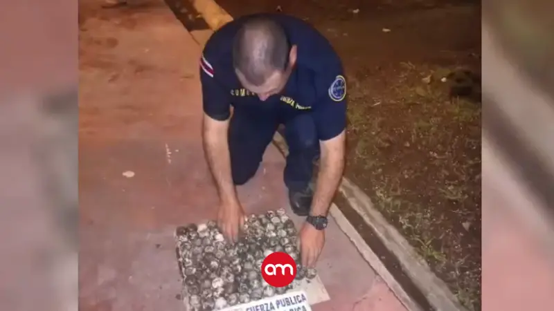 Sorprenden a hombre con 105 huevos de tortuga marina extraídos ilegalmente en Tortuguero