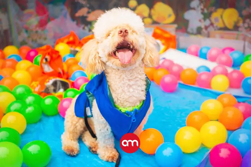 ¿Anda buscando adoptar una mascota? Este viernes inicia la Expo Mascotería