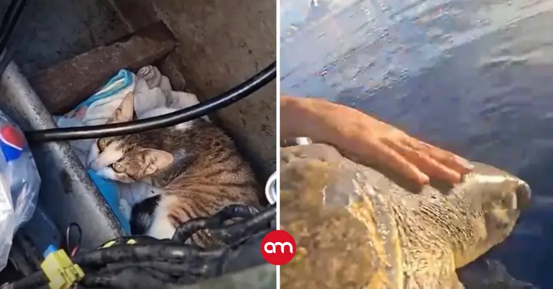 En plena operación antidrogas, un gato y una tortuga roban protagonismo en altamar