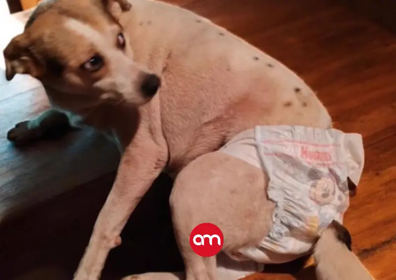 Rescatan a otra perrita que sufría abusos sexuales en casa abandonada