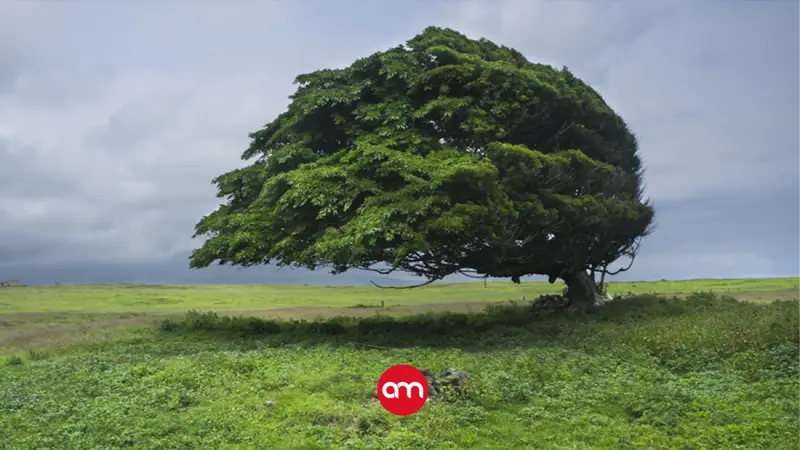 ¡No guarde el paraguas! IMN advierte vientos de hasta 75 km/h y aguaceros con tormenta este jueves