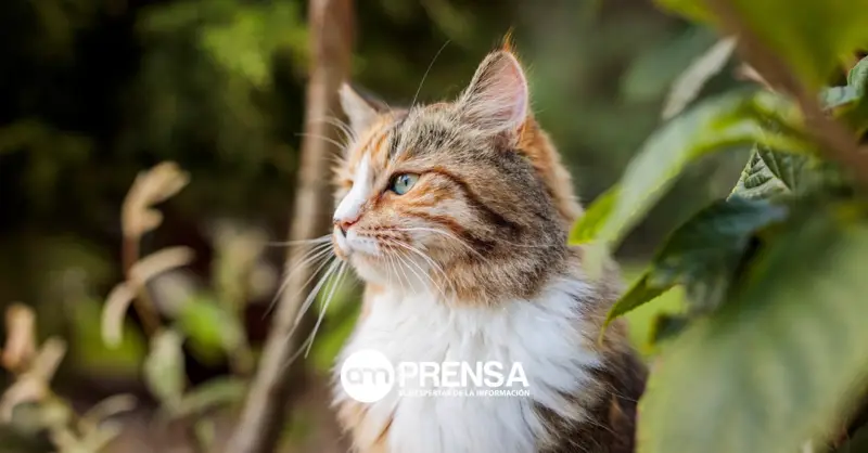 Veterinarios advierten: automedicar a mascotas puede poner en riesgo su vida
