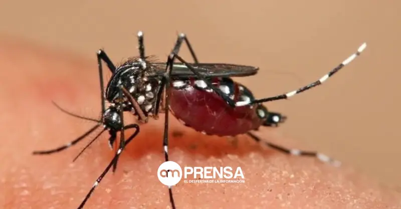 Casos de dengue caen un 82% en Costa Rica