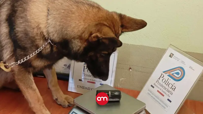Perro policía evita que mujer entregara paquete cargado de drogas a reos en La Reforma