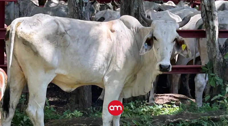 ¡Atención! Detectan caso de rabia paralítica bovina en Osa