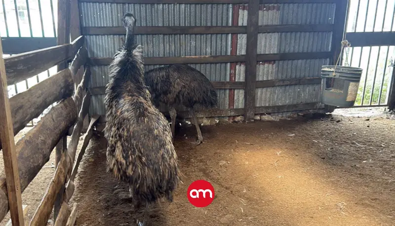 Encuentran en finca privada aves originarias de Australia y África