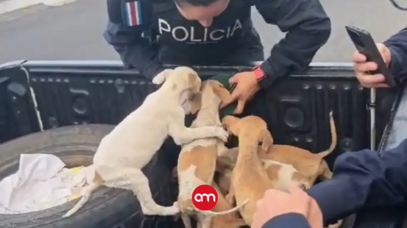 Fuerza Pública rescata seis cachorros abandonados en un saco