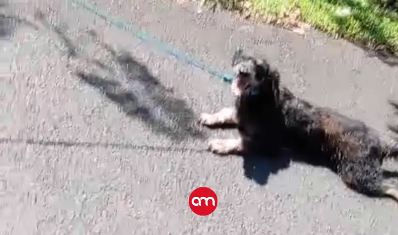 OIJ investiga caso de maltrato animal en Sarapiquí: Hombre arrastraba perrito amarrado a una moto