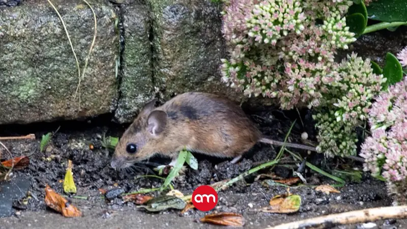 Salud descarta casos de hantavirus en Costa Rica y llama a evitar desinformación