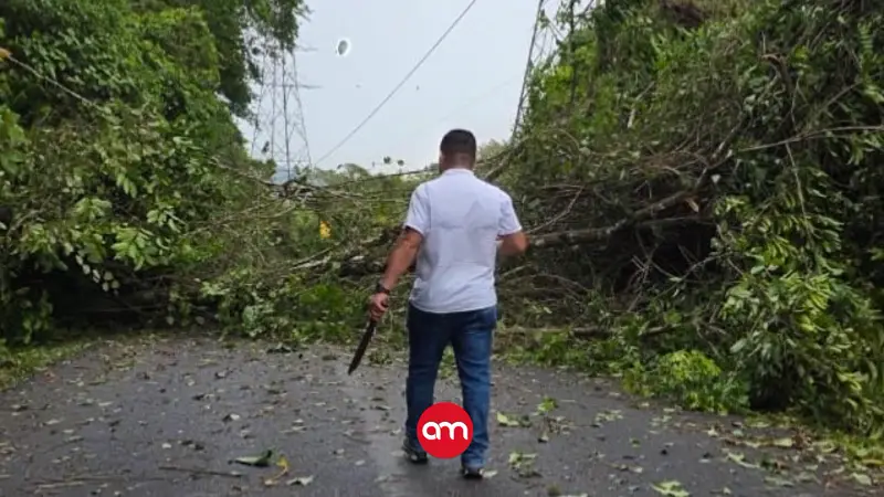 Fuertes vientos en la Zona Sur causan emergencias: reportan caída de árboles y tendido eléctricos