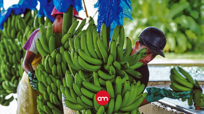 Producción de banano en Costa Rica en riesgo por efectos del fenómeno de El Niño