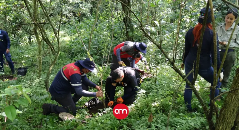 Municipalidad de Alajuela siembra 300 árboles para compensar tala que dio paso obras viales en El Coyol