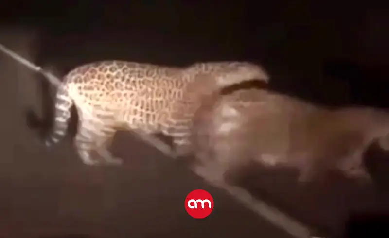 Reportan avistamiento de una pareja de jaguares en el Cerro de la Muerte