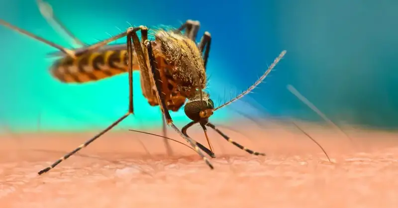 Costa Rica reduce casos de malaria en un 94,5% y se perfila para eliminar la enfermedad