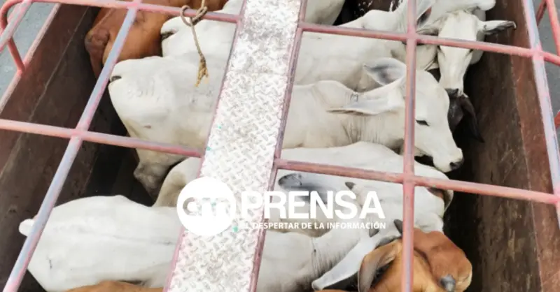 Rabia en ganado enciende alerta sanitaria en Costa Rica: se confirma brote que ya dejó animales muertos