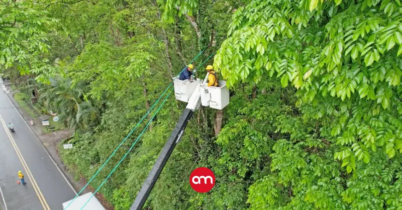 ICE invierte casi ₡2.000 millones en protección de fauna silvestre en redes eléctricas