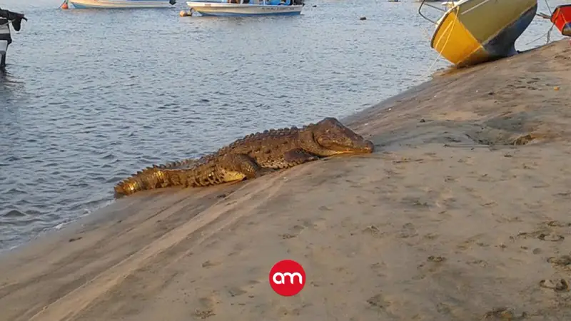 Estas son las playas y ríos donde alertan a los turistas por cocodrilos durante las vacaciones