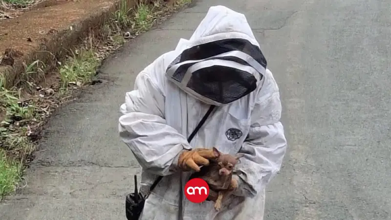Bomberos rescatan a dos personas y un pequeño chihuahua tras ataque de abejas en Grecia