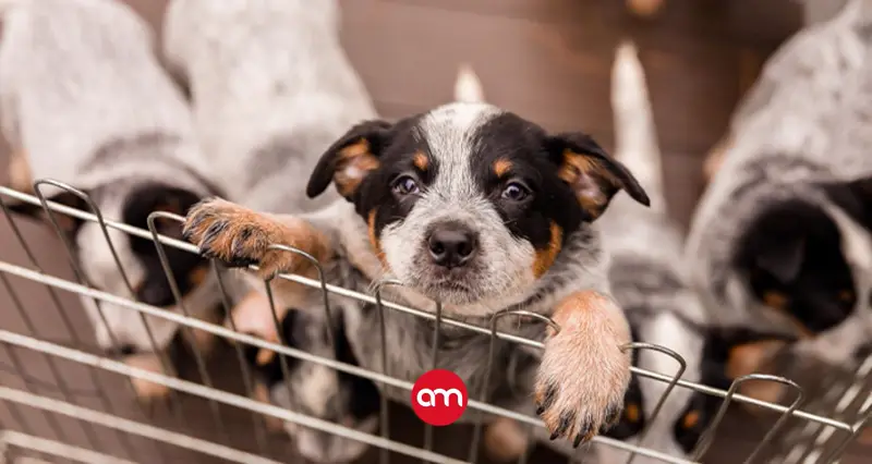 Nuevo reglamento del MAG busca frenar el maltrato y la reproducción irresponsable de mascotas en criaderos