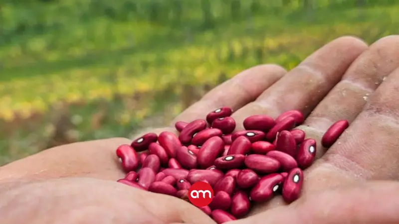 Productores de frijol trabajan a pérdida mientras Costa Rica aumenta su dependencia de las importaciones, advierte Defensoría