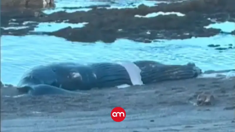 Ballena jorobada aparece sin vida en playa tica y se suma a muerte de otros animales marinos en el pacífico