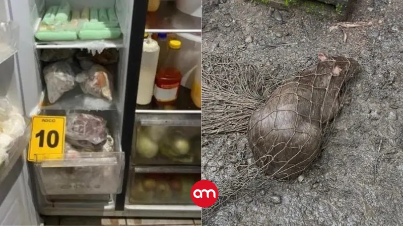 Allanan restaurante en Limón por vender carne de animales silvestres: Se hallaron decenas de animalitos vivos y muertos