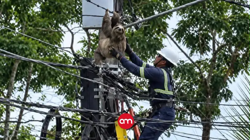 ¡Desde 11 metros! Lanzan perezoso al suelo durante “rescate” y video provoca indignación