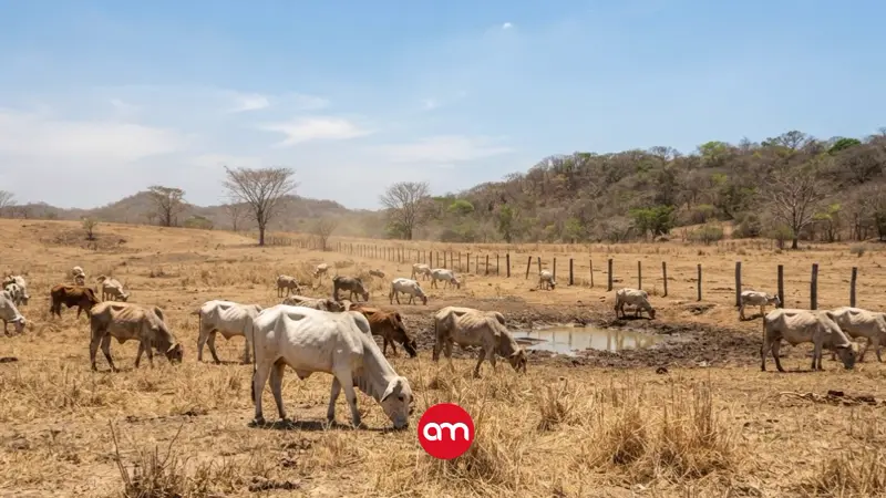 El Niño golpea a Costa Rica: CNE amplía alertas y prevé intensidad muy fuerte