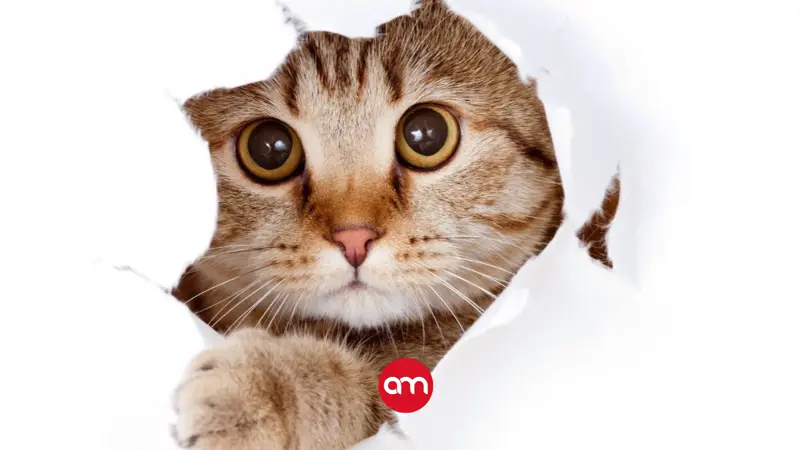 Gato que no puede orinar necesita atención veterinaria urgente: especialista explica las señales de alerta