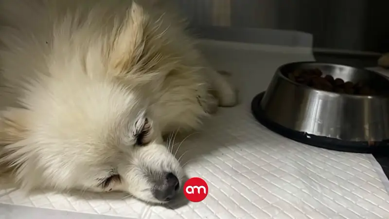 Intervienen criadero clandestino de perros: 28 animalitos fueron rescatados, para cuatro ya era muy tarde
