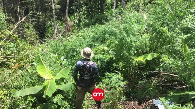 Policía destruye más de 120 mil plantas de marihuana en territorios indígenas de Talamanca