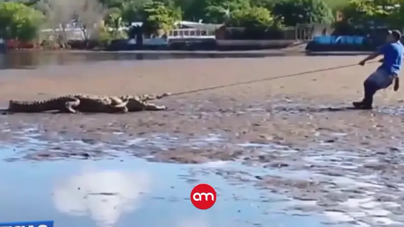 VIDEO | Vecinos capturan cocodrilo que tenía atemorizada a playa Caldera