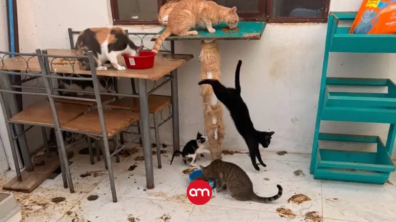 (Video) Among feces and flies: this is how 26 cats lived, locked up in the home of the veterinarian’s attacker