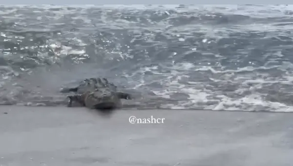 (Video) Alerta en Playa Flamingo: captan cocodrilo en concurrida zona turística