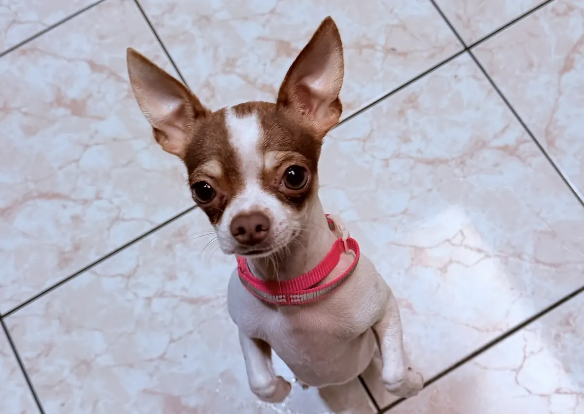Campaña de castración de perros y gatos completamente gratis: conozca cómo obtener una cita