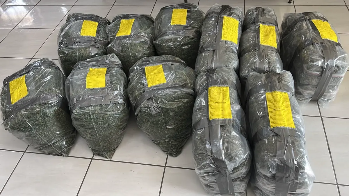 Desmantelan vivero narco: Policía incauta casi 200 plantas y 50 kilos de marihuana