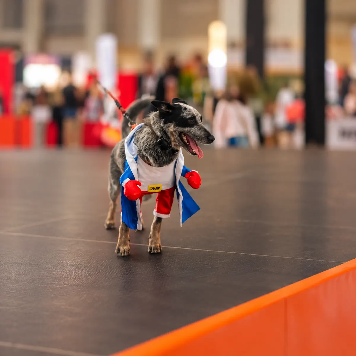 Expo Mascotería tendrá como protagonistas las adopciones y las pasarelas de mascotas disfrazadas